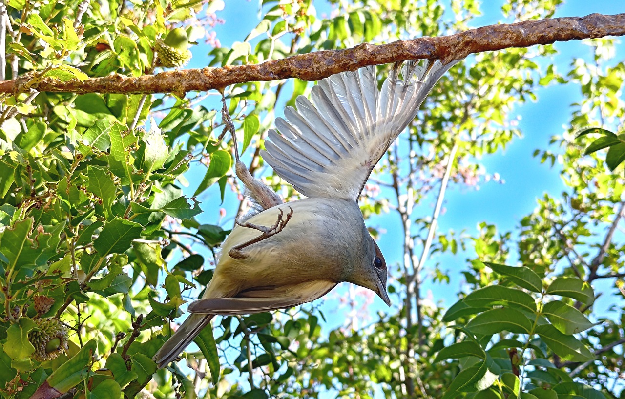 Republic of Cyprus: Report # 4 from the Autumn Bird Protection  - Bild 2